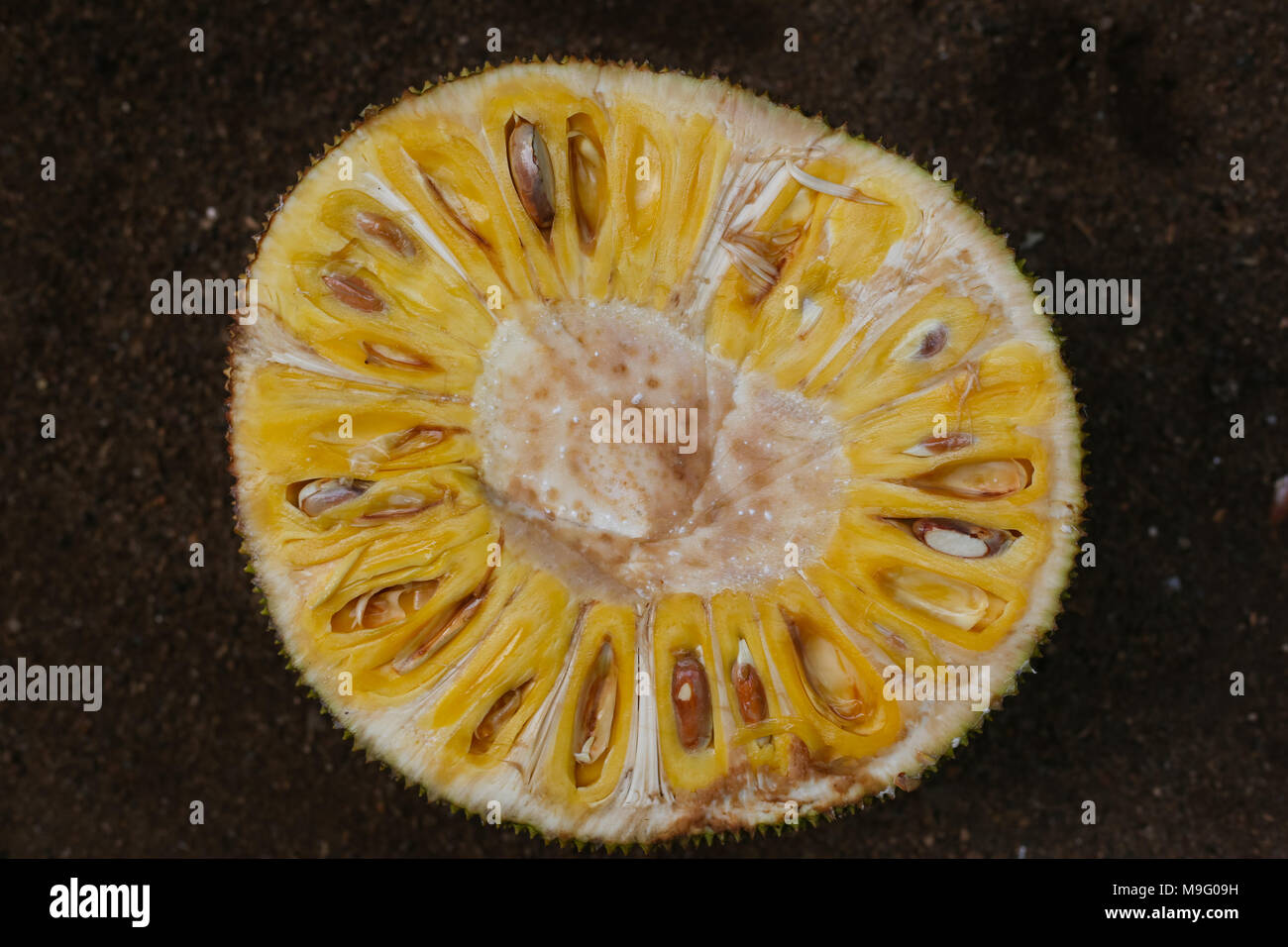 Jackfrucht Stockfoto