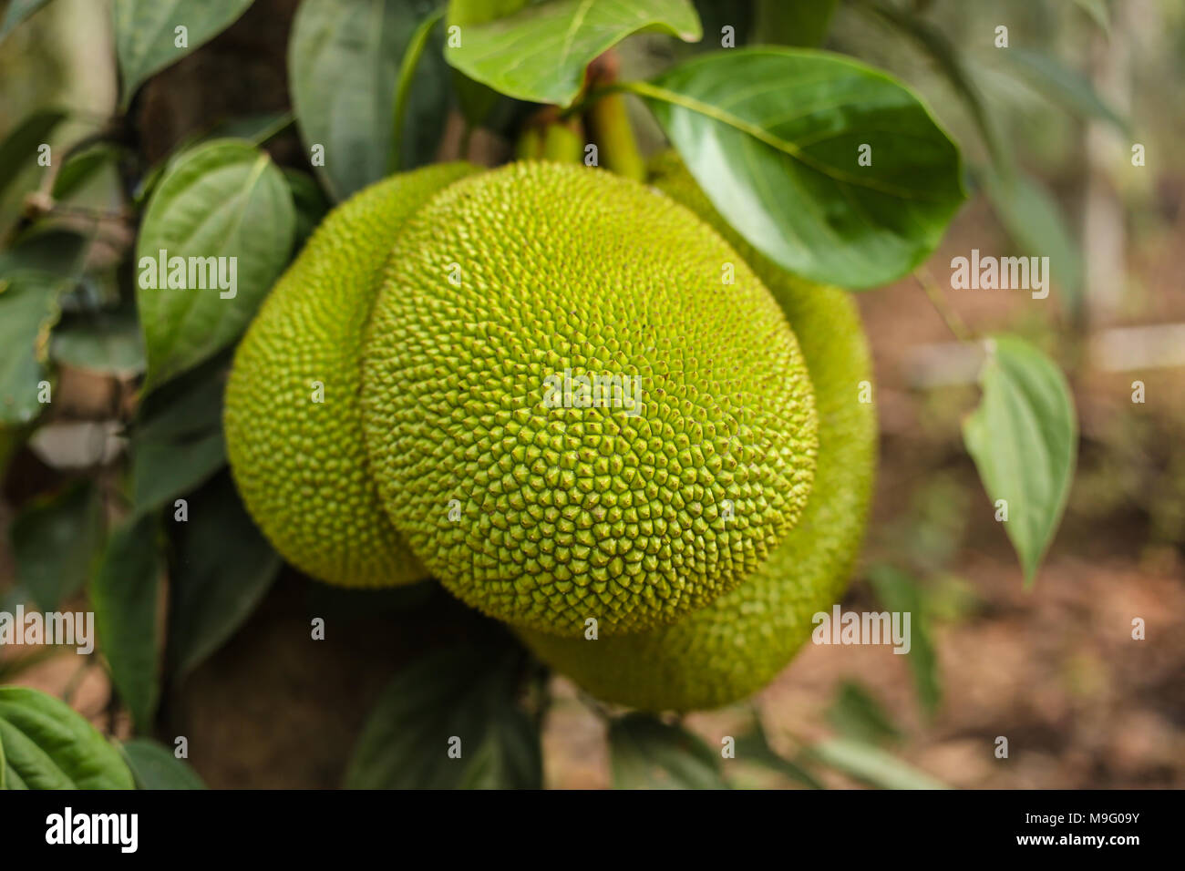 Jackfrucht Stockfoto