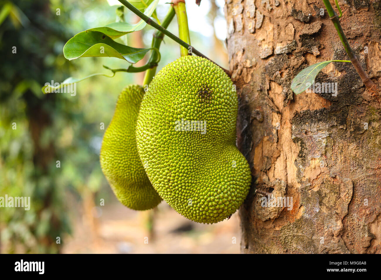 Jackfrucht Stockfoto
