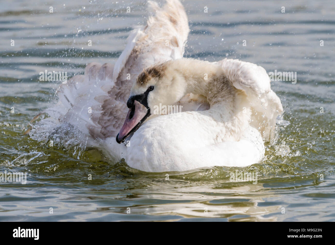 Höckerschwan (Cygnus olor) Kinder planschen Baden im See. Slimbridge Gloucestershire UK März 2018 Stockfoto