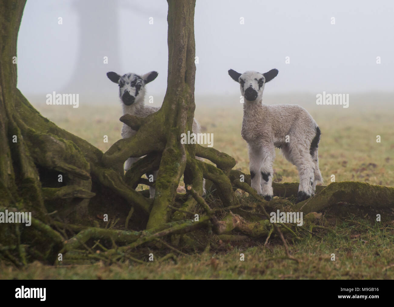 Chipping, Preston, Lancashire. 26 Mär, 2018. UK Wetter: ein Paar der Lämmer der Nebel im Chipping heute Morgen, Preston, Lancashire. Quelle: John Eveson/Alamy leben Nachrichten Stockfoto