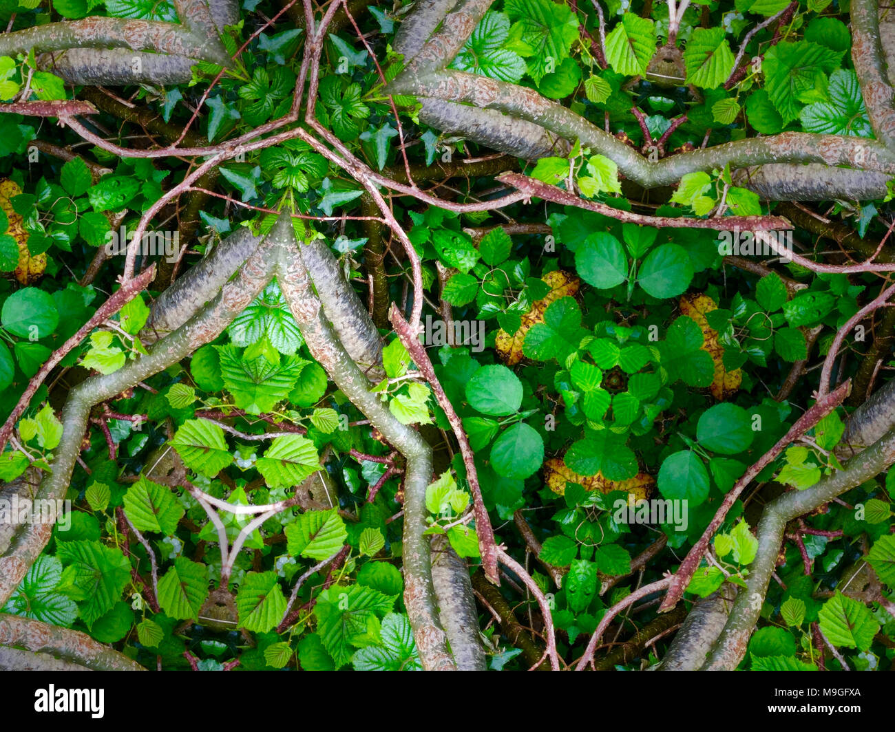 Abstrakte kaleidoskopische Bilder von Gräser, Schilf, Roots & Stroh gefunden in der englischen Landschaft Stockfoto