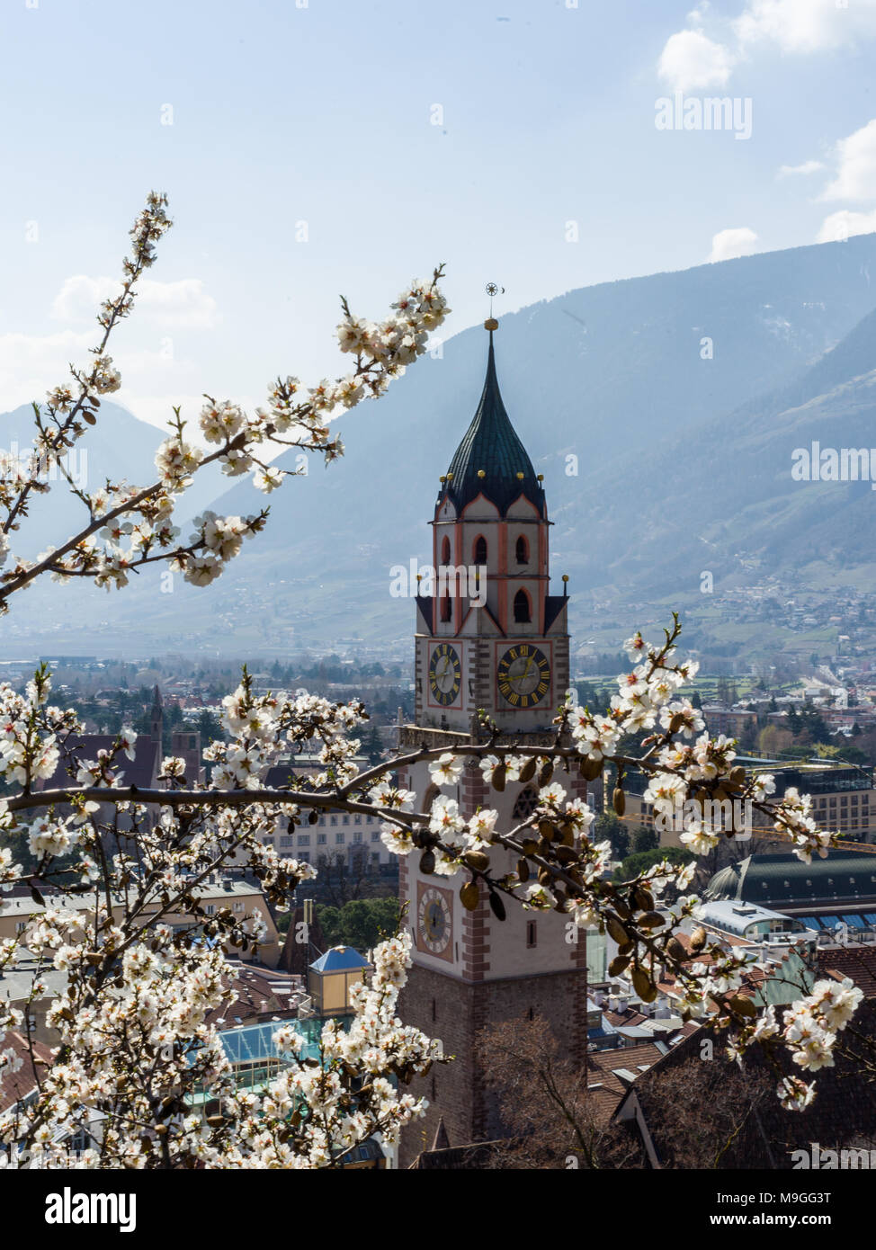 Erste Bäume blühen in Meran, Italien - Kirchturm und die Berge Stockfoto
