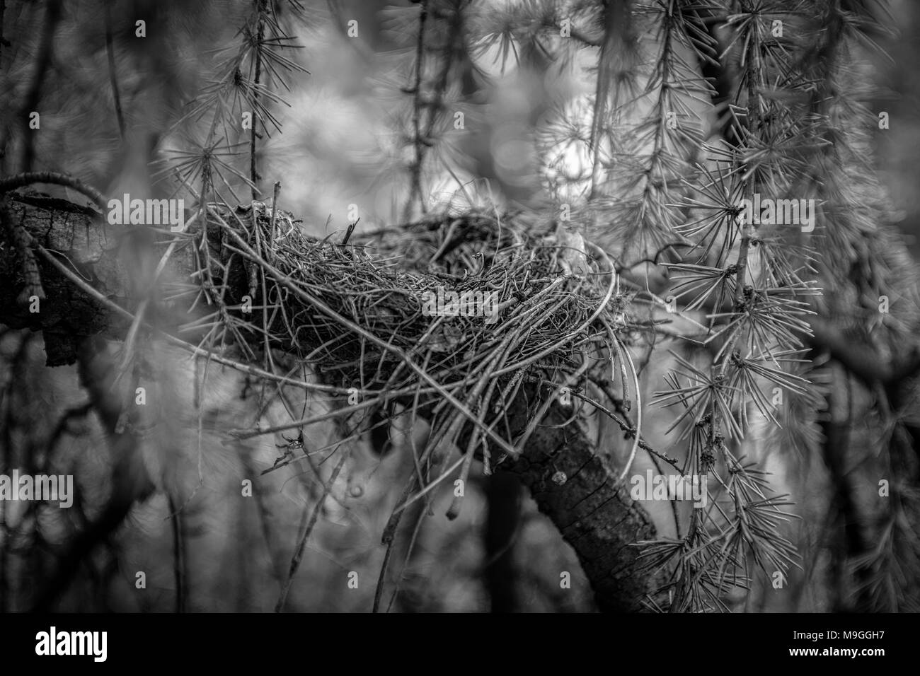 Eine neblige, Moody s/w in der Nähe von einem leeren Robin's Nest versteckt in einem immergrünen kurzen Ast- und Blattwerk, Blätter mit Soft-entfernten Hintergrund Licht konzentrieren. Stockfoto