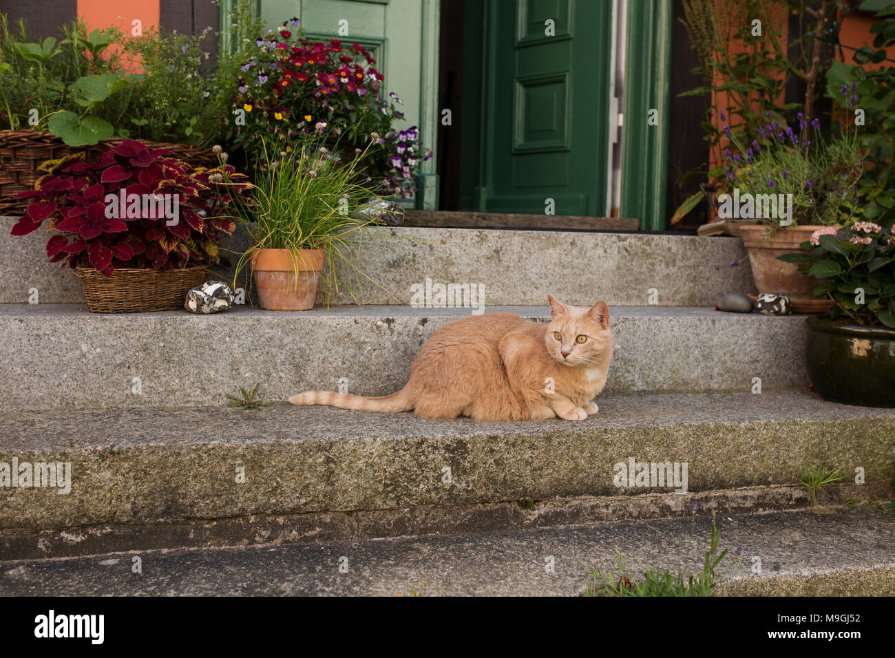 Eine orange tabby Katze sitzt durch Blumentöpfe auf den Stufen vor der Tür in der Nachbarschaft von Heilgeistkloster Stralsund, Deutschland umgeben. Stockfoto