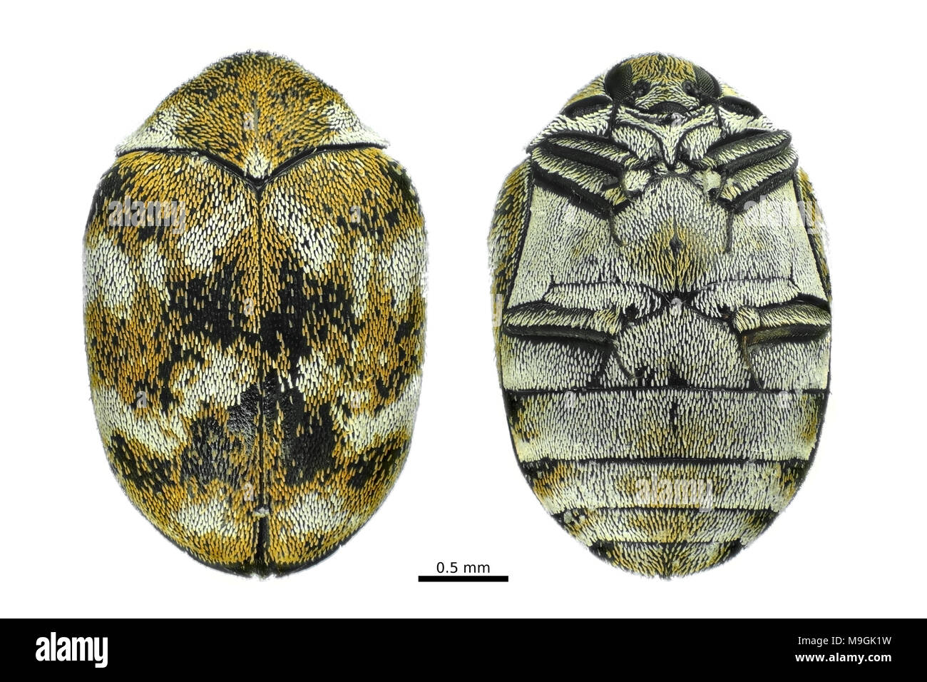 Licht Schliffbild einer abwechslungsreichen Teppich Käfer (Anthrenus verbasci), dorsalen und ventralen Blick auf weißem Hintergrund Stockfoto