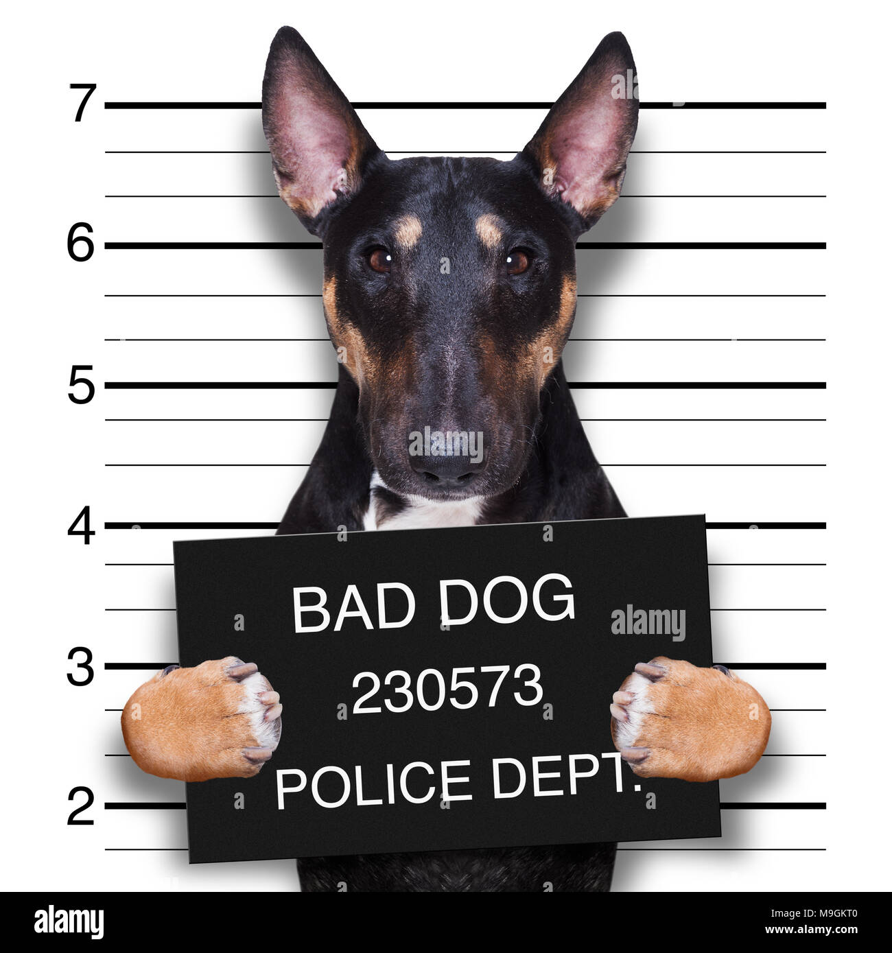 Kriminelle mugshot von Pitbull Terrier Hund an der Polizei Station holding Plakat, auf Hintergrund isoliert Stockfoto