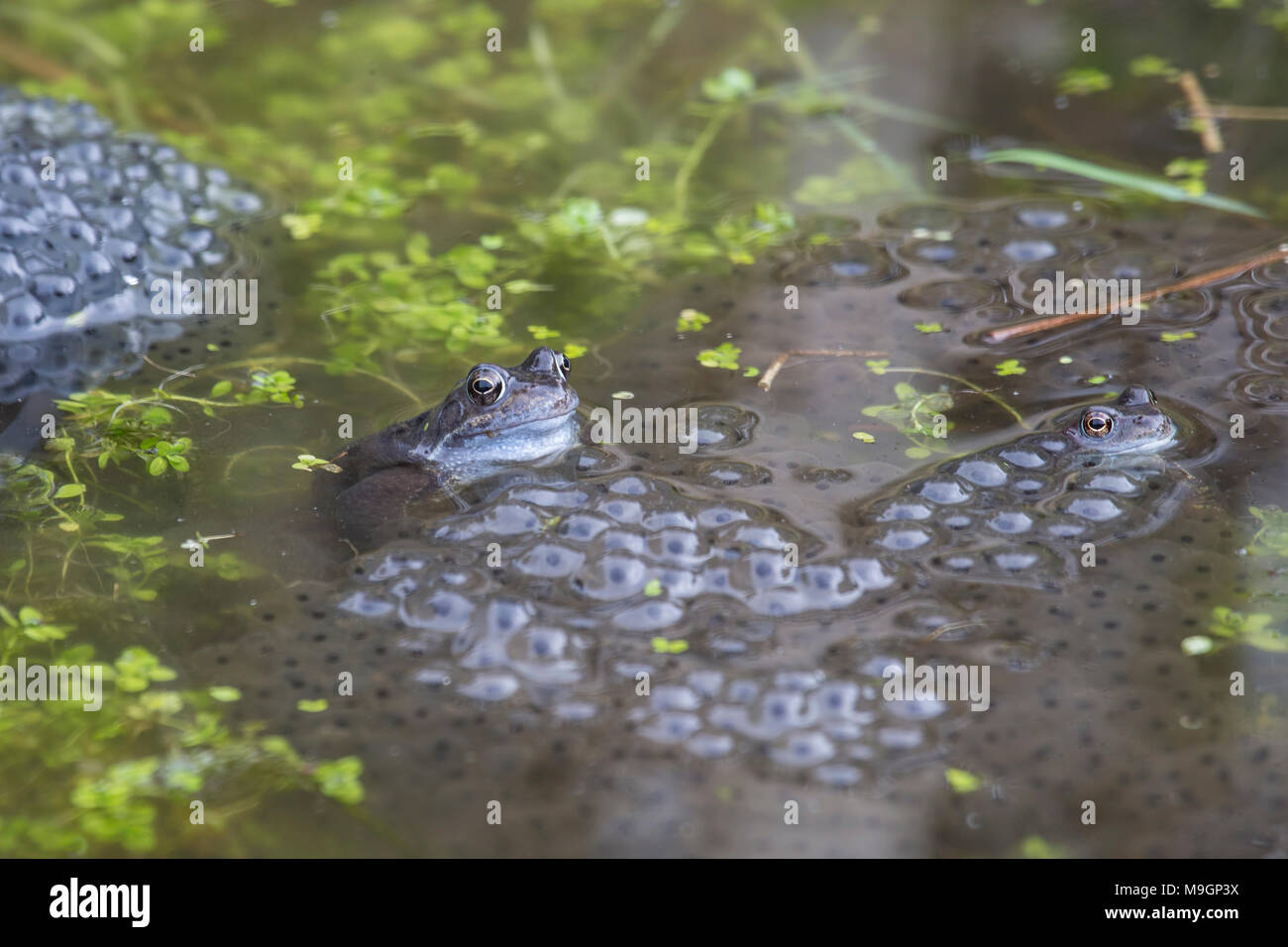 Grasfrosch Rana temporaria in einem Garten Teich umgeben von Frosch im Frühjahr laichen Stockfoto