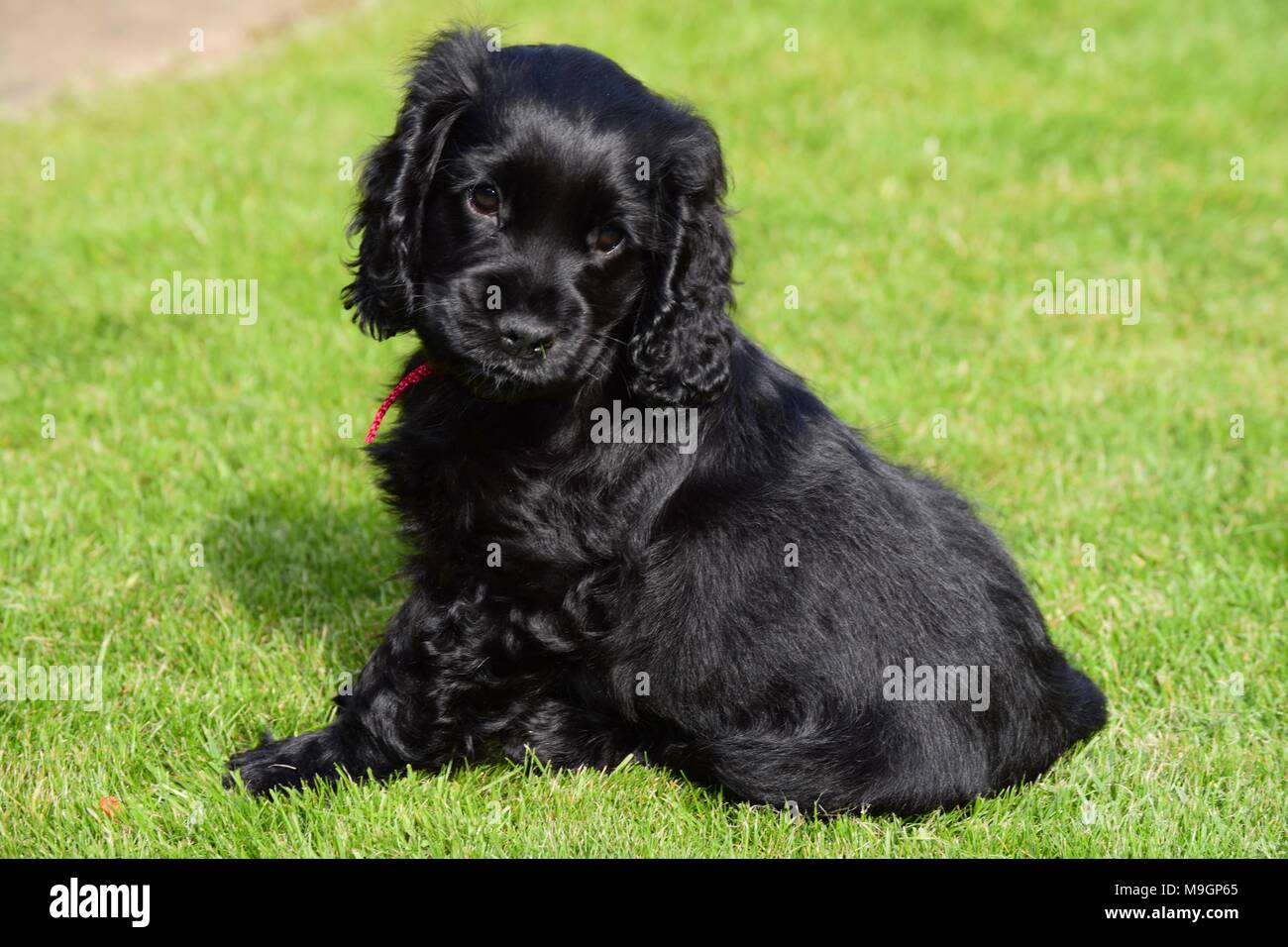 English Cocker Spaniel Welpen auf dem Rasen Stockfoto