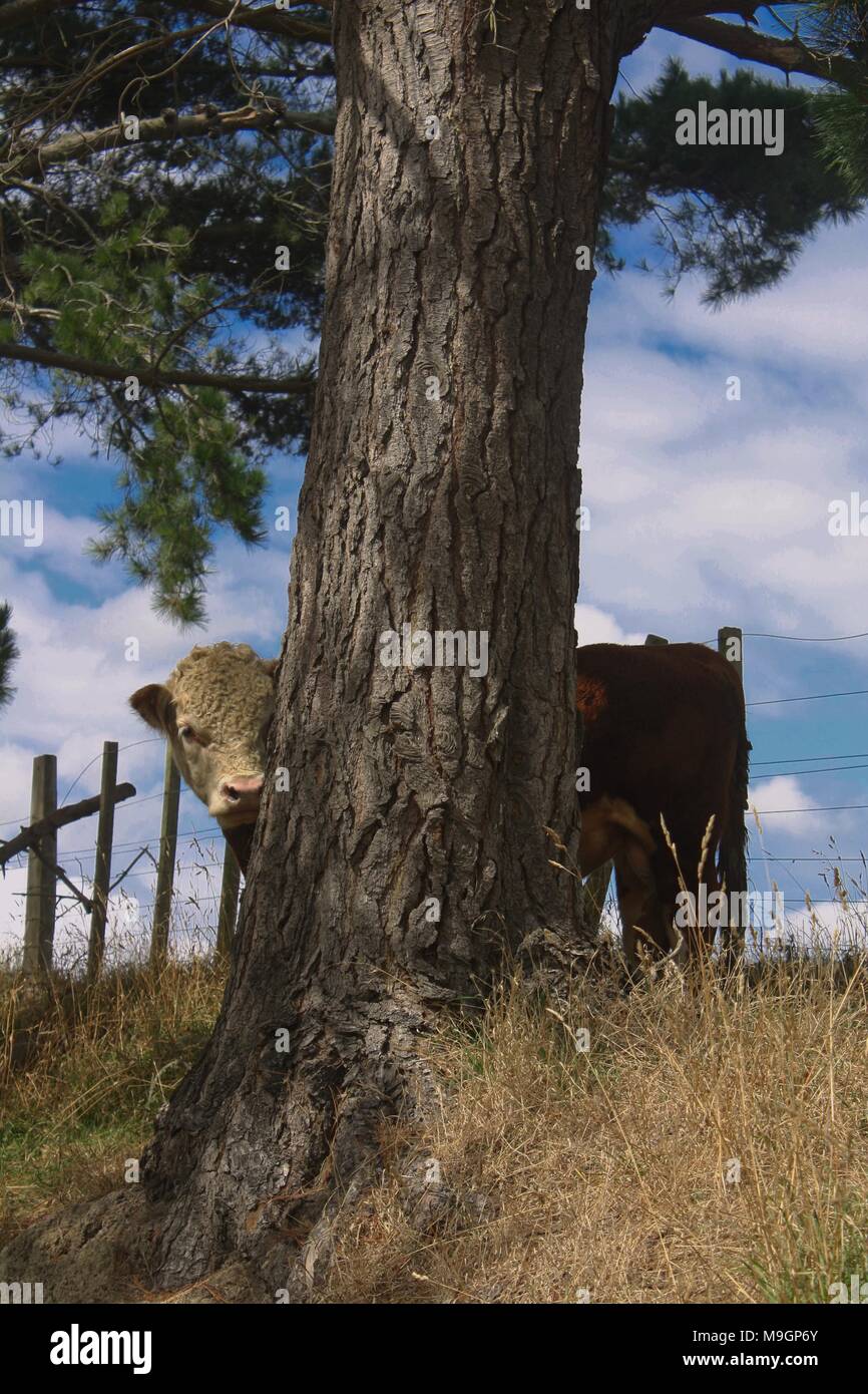 Miniatur Hereford bull versteckt sich hinter einem Baum Stockfoto
