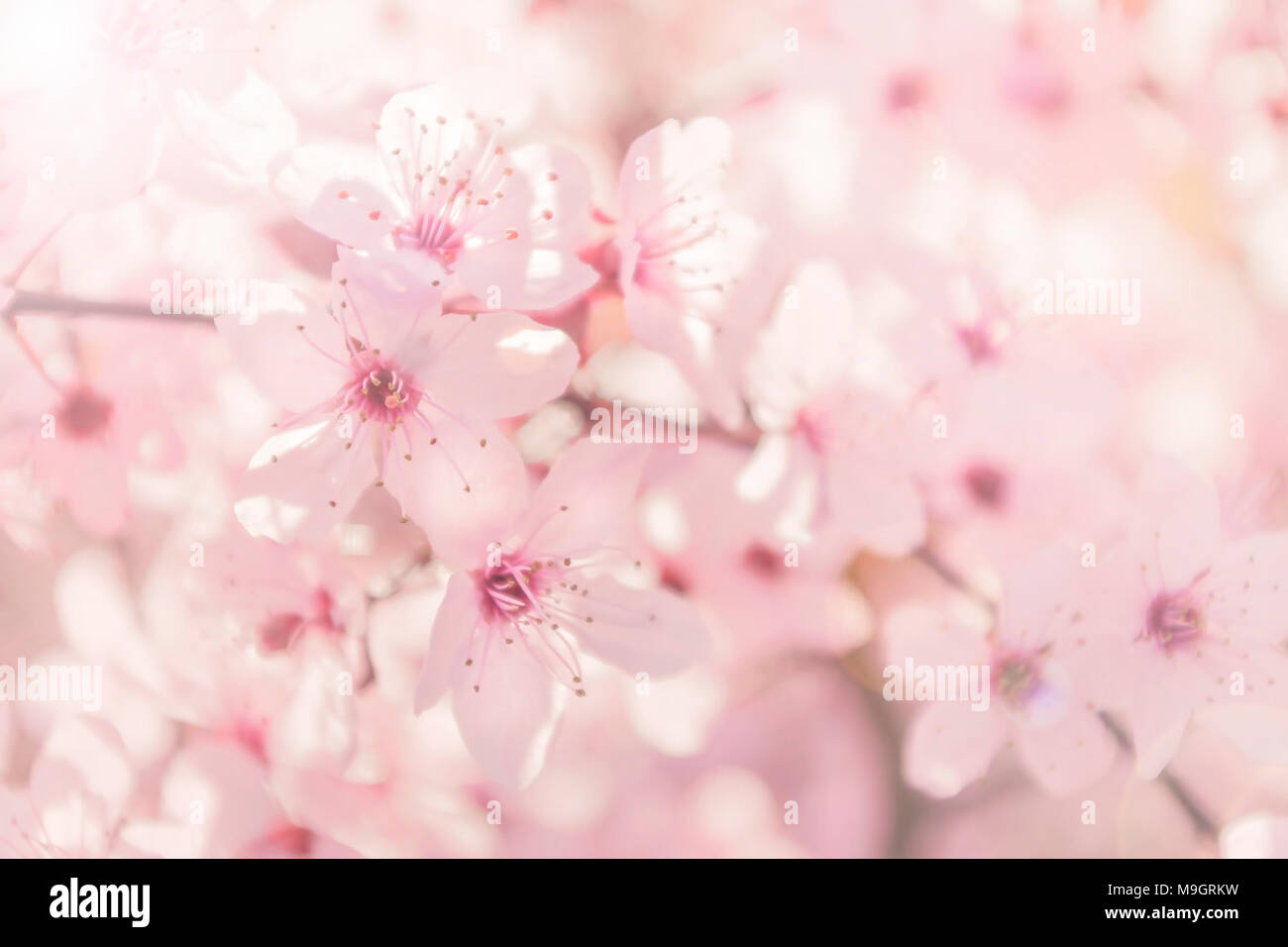 Hintergrundbild von Soft konzentrierte Blooming cherry tree mit kleinen rosa Blüten leuchten mit Sonnenlicht auf warmen Frühlingstag Stockfoto
