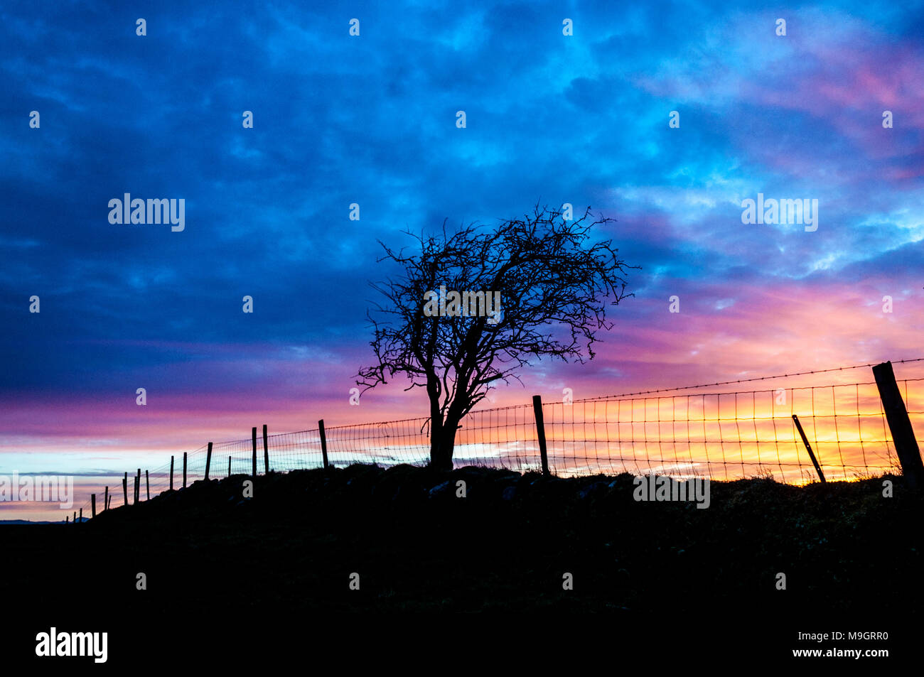 Wild windswept Baum und Zaun in der Morgendämmerung Sonnenaufgang Stockfoto