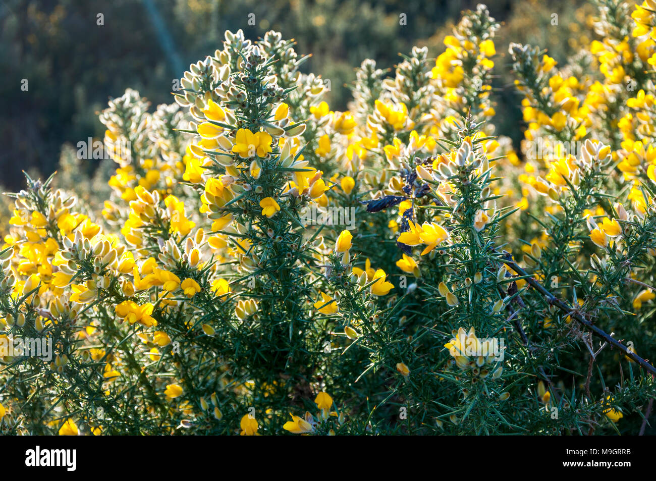 Stechginster mit leuchtend gelben Blüten und harten, scharfen Dornen. Ulex europaeus Aiteann gallda Fabaceae Stockfoto
