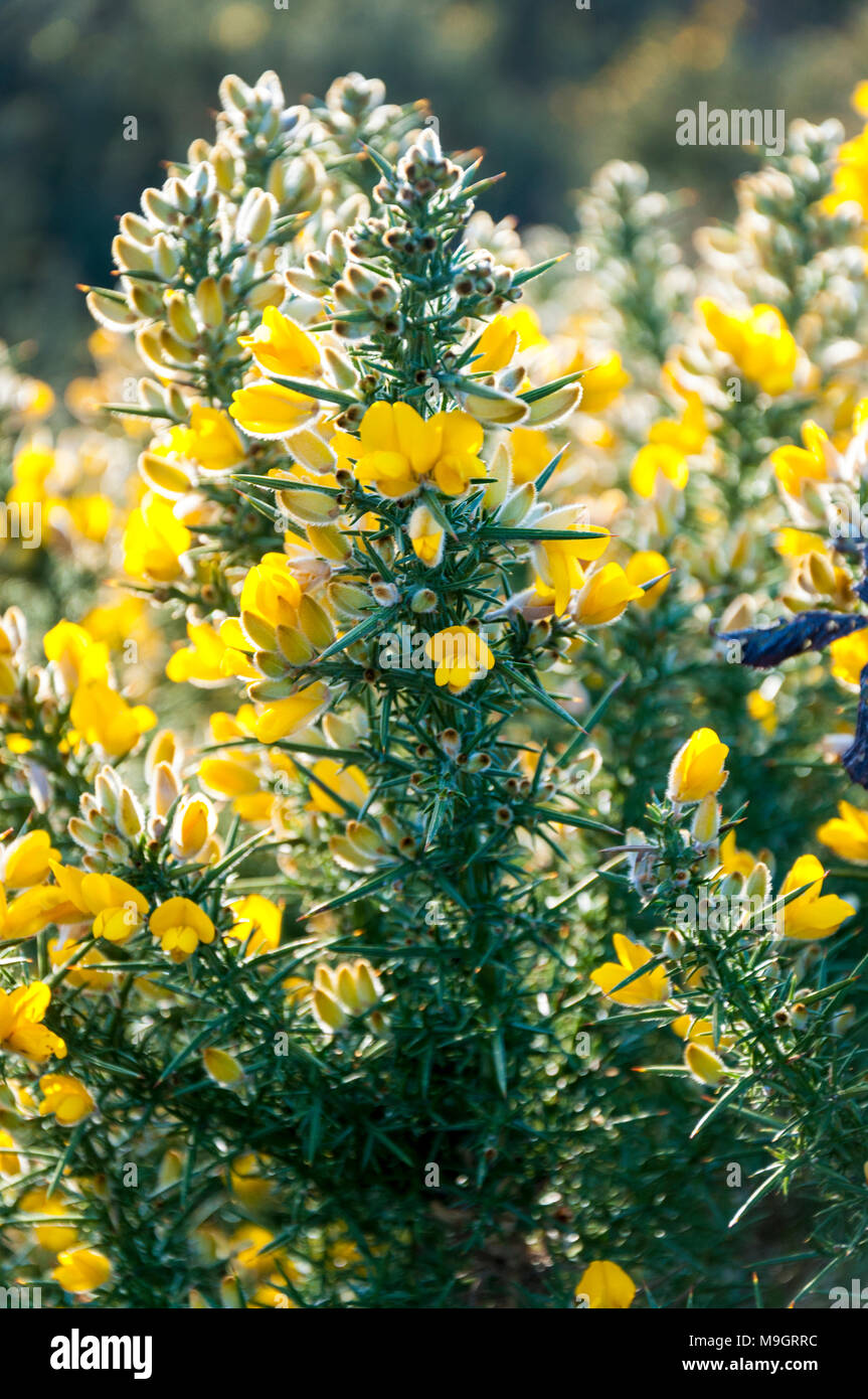 Stechginster mit leuchtend gelben Blüten und harten, scharfen Dornen. Ulex europaeus Aiteann gallda Fabaceae Stockfoto