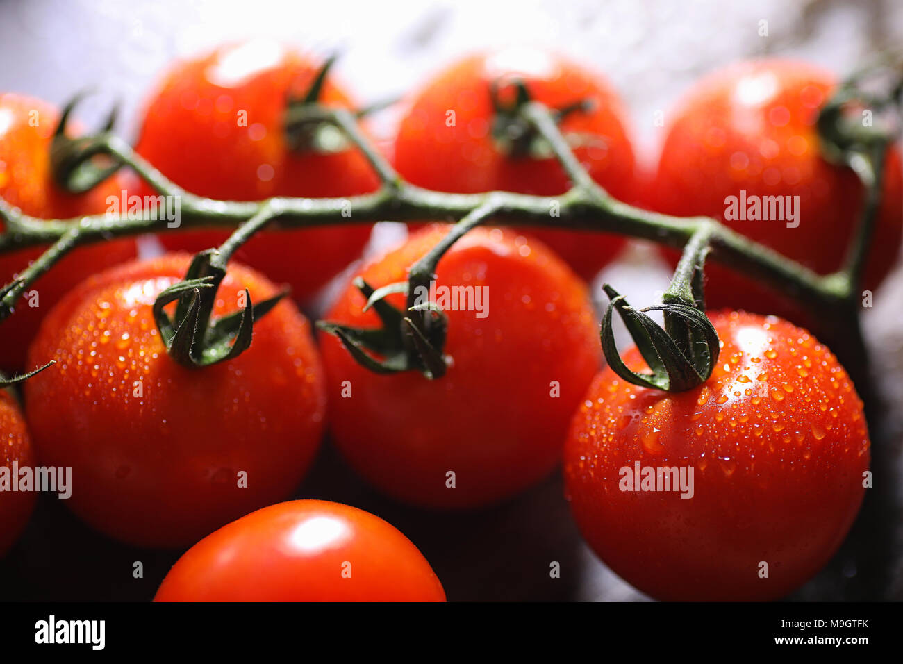 Zweig Mit Frischen Tomaten Rote Tomaten Reif Tomaten Eine