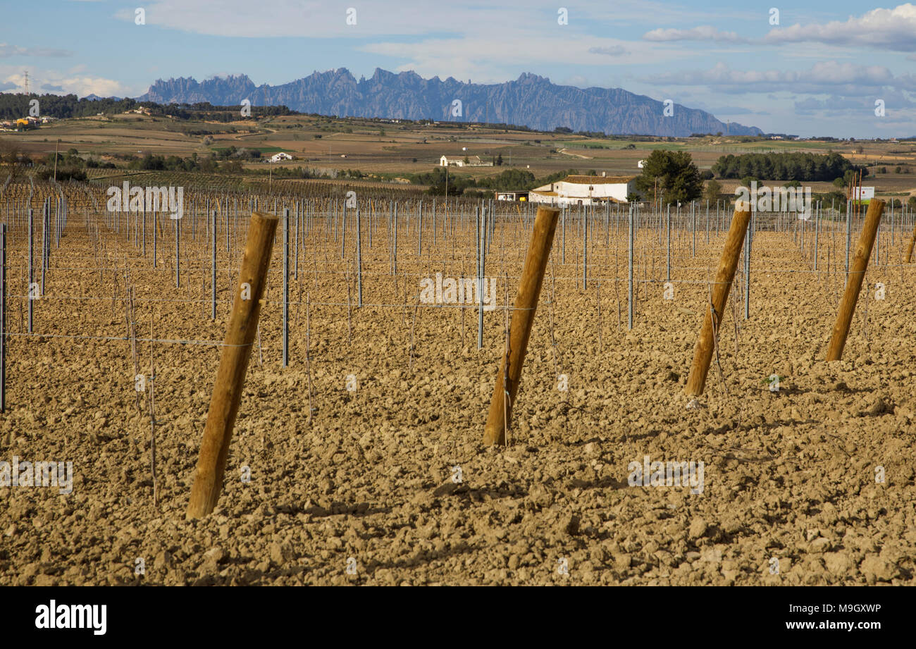 Die Berge von Montserrat sind vom Katalanischen Wein Land im Penedes Region gesehen, Provinz Barcelona, Spanien. Stockfoto