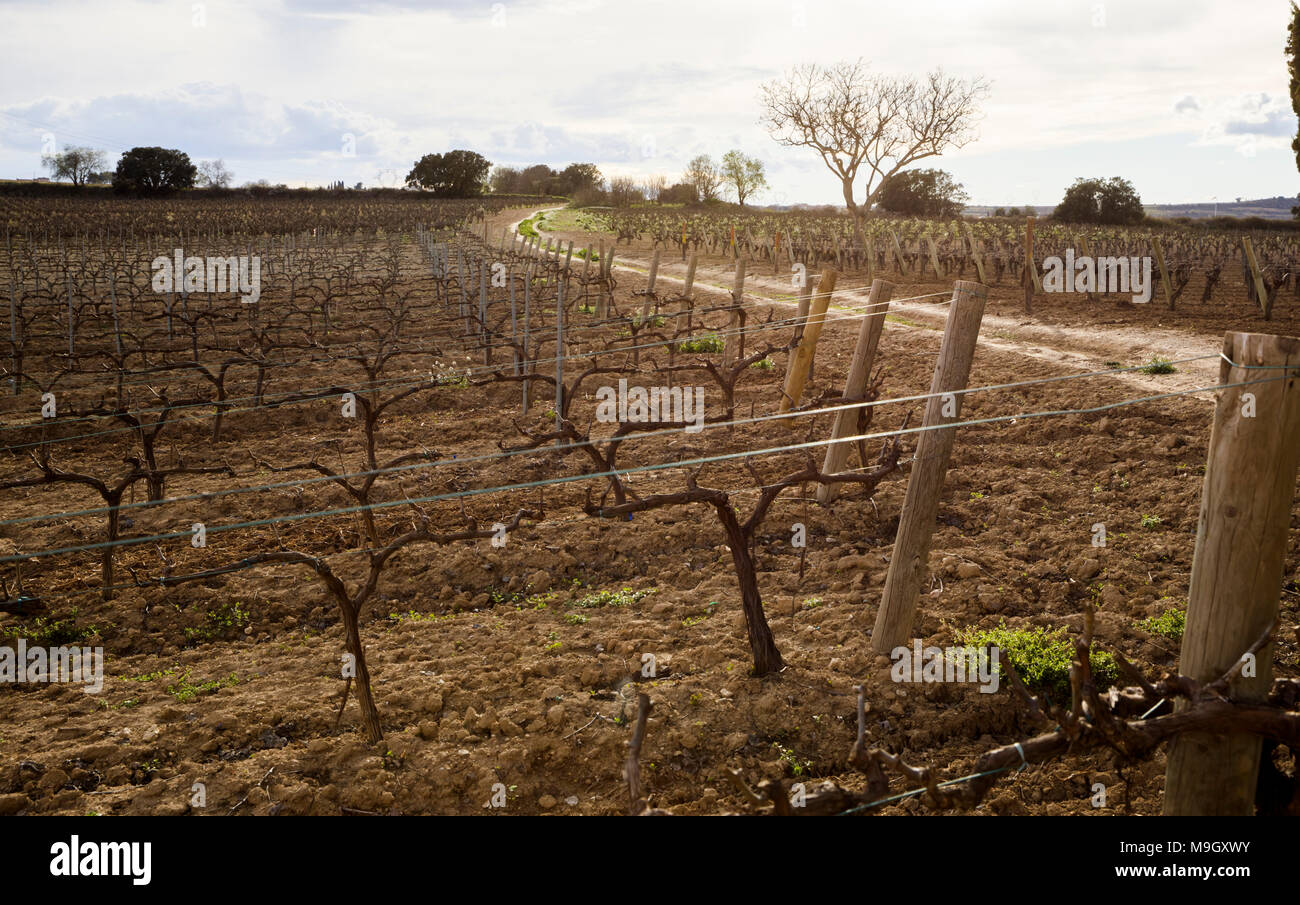 Wein Land im Penedes Region, Provinz Barcelona, Spanien. Stockfoto