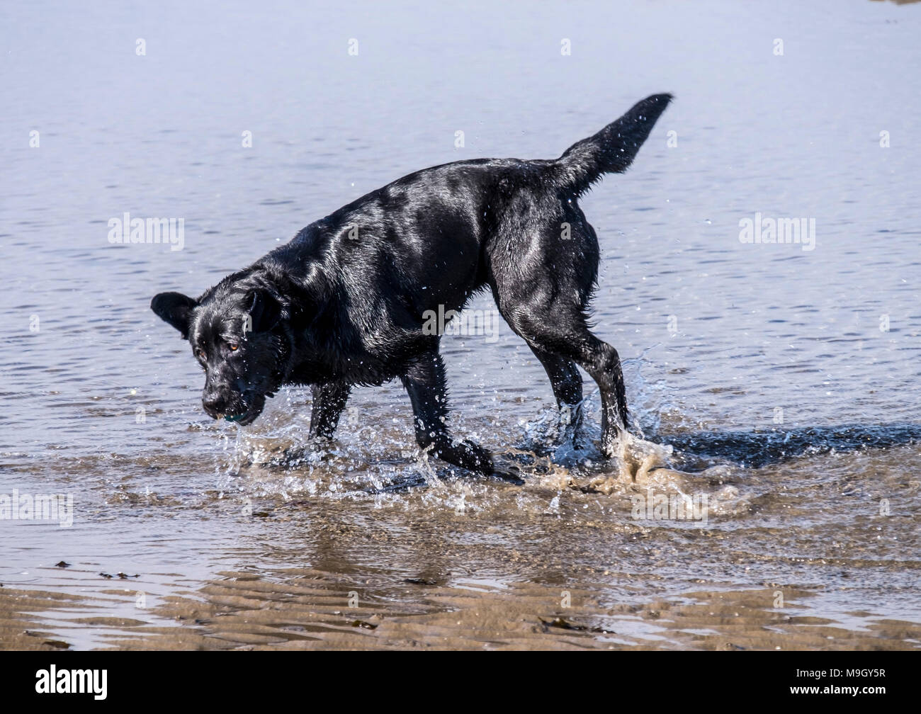 Nasse Hunde am Strand Stockfoto