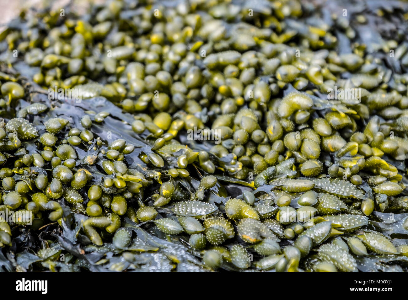 Algen und Rock Pools auf schottischen Strand Stockfoto