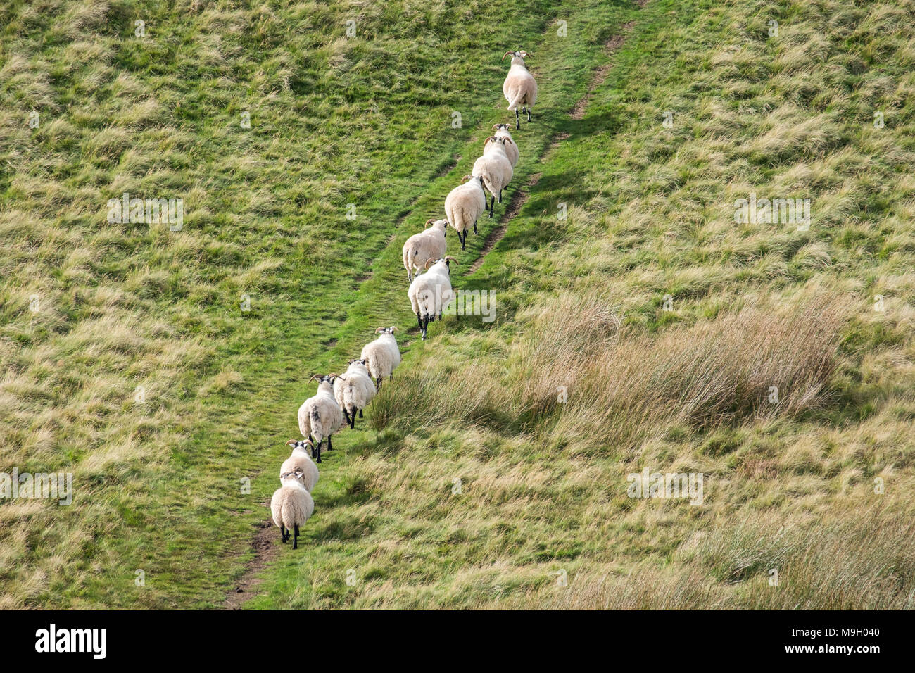 Schafe in einer Reihe, Wandern auf dem Hügel in Schottland Stockfoto