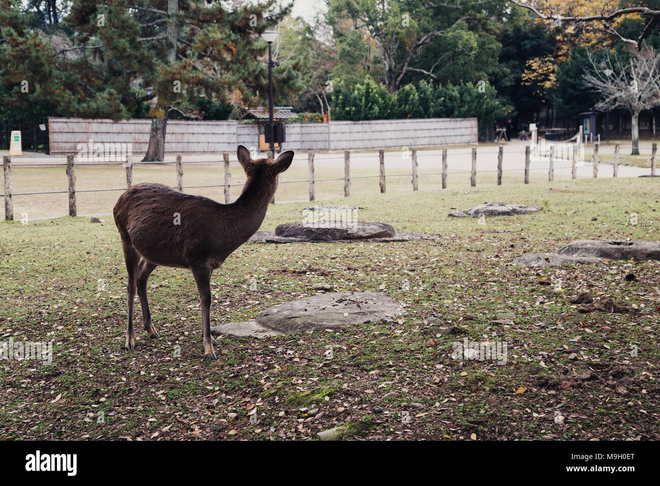 Nara in Japan Stockfoto