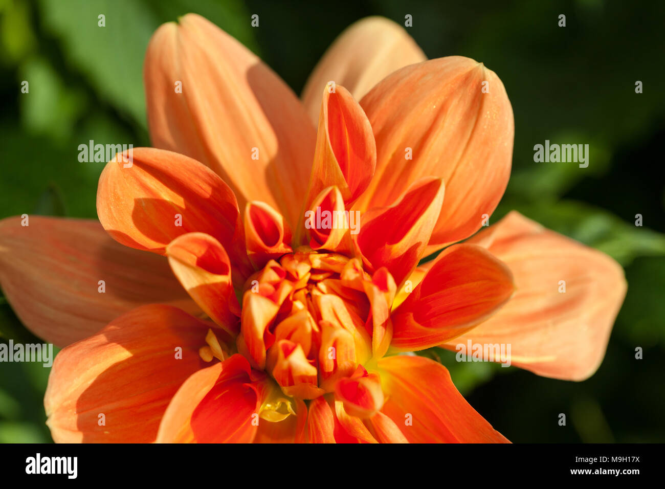 "House of Orange' formalen Dekorative Dahlie, Dekorativdahlia (Dahlia x Hortensis) Stockfoto