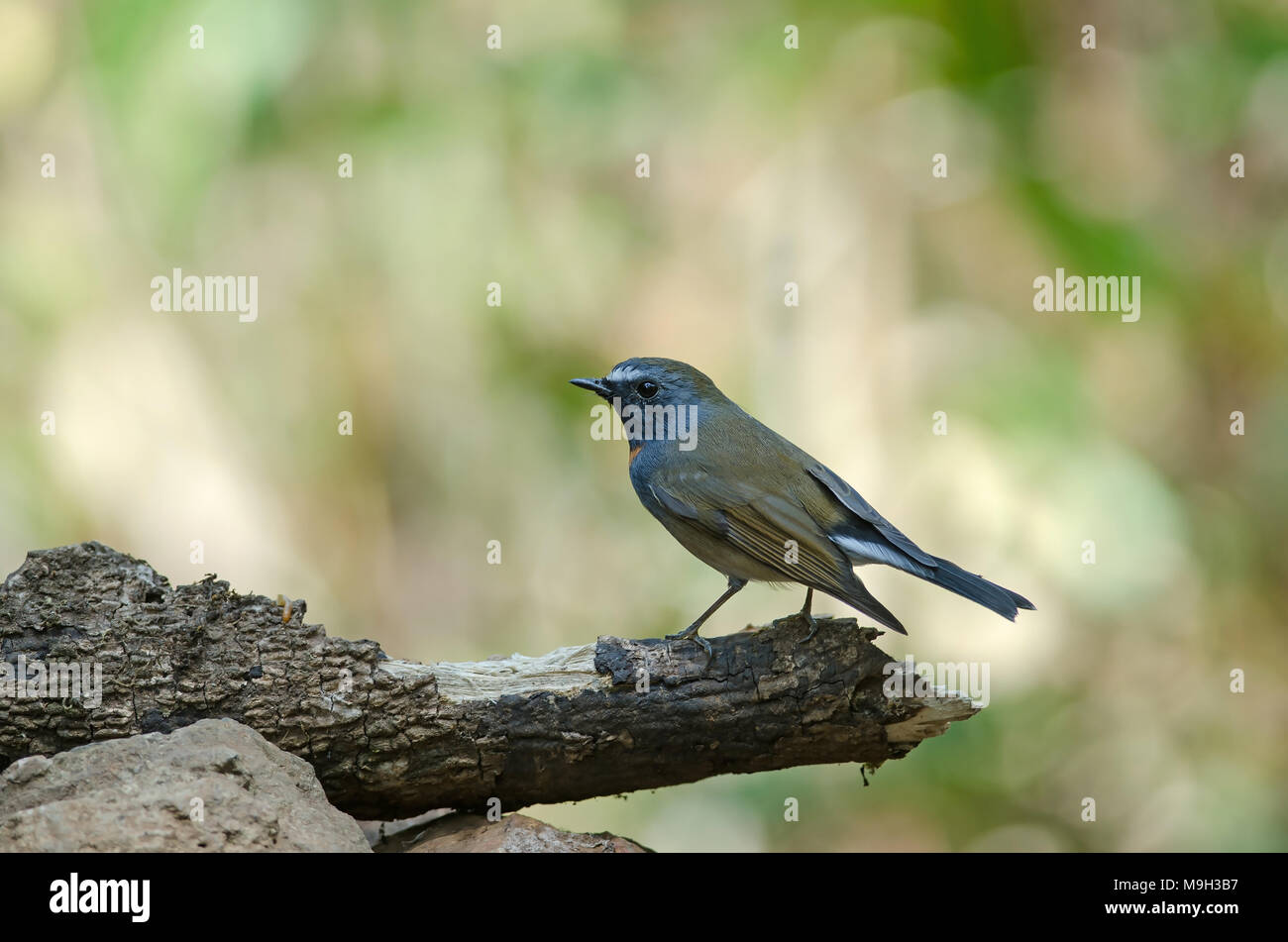 Rufous-gorgeted Schopftyrann Vogel (Ficedula strophiata) Natur Thailand Stockfoto