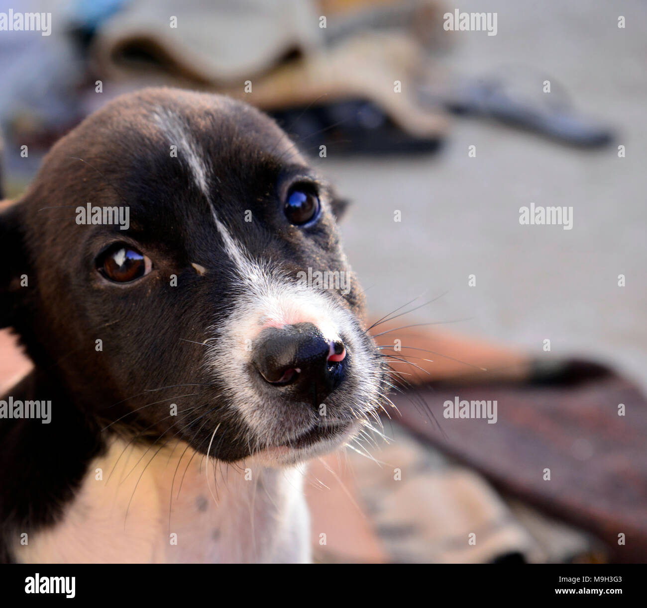 Foto f ora Cute Puppy, Portrait. tier Thema Stockfoto