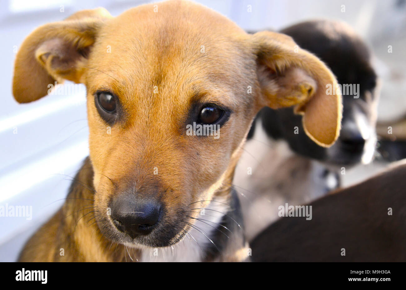 Foto f ora Cute Puppy, Portrait. tier Thema Stockfoto