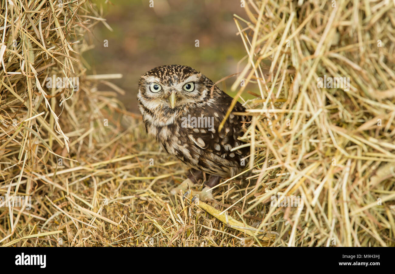 Steinkauz, Athene noctua, in Stroh auf Ackerland, England, Großbritannien thront. Landschaft. Auf der Suche nach vorne. Kleine Eule ist es, die Arten nicht die Größe. Stockfoto