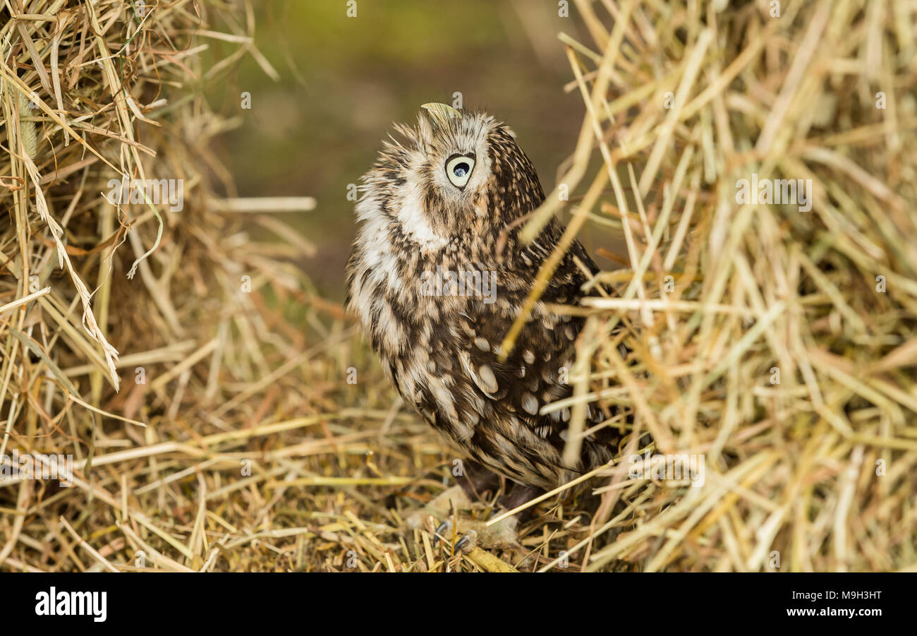 Steinkauz, Athene noctua, in Stroh auf Ackerland, England, Großbritannien thront. Landschaft. Nach oben. Kleine Eule ist es, die Arten nicht die Größe. Stockfoto