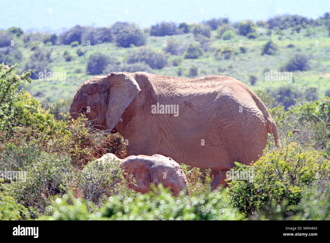 Afrikanische Elefanten durchstreifen Südafrika. Diese Serie von Bildern gehören Männer, Frauen, Babys, da sie interagieren, Weiden, Durchsuchen und Spaziergang durch die Macchia Stockfoto