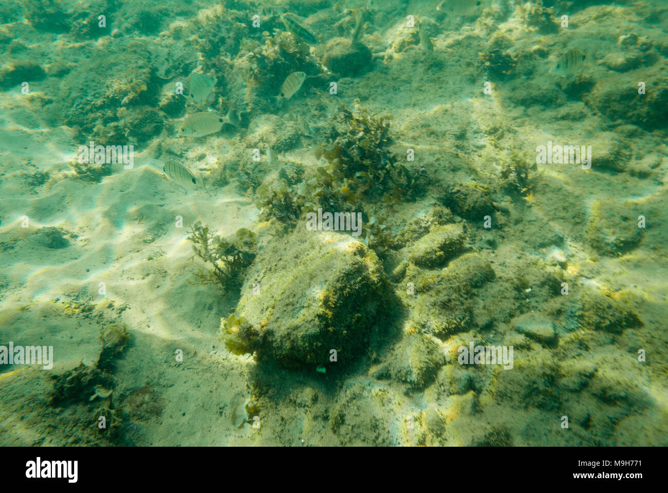 Grün unterwasser Hintergrund. Stockfoto