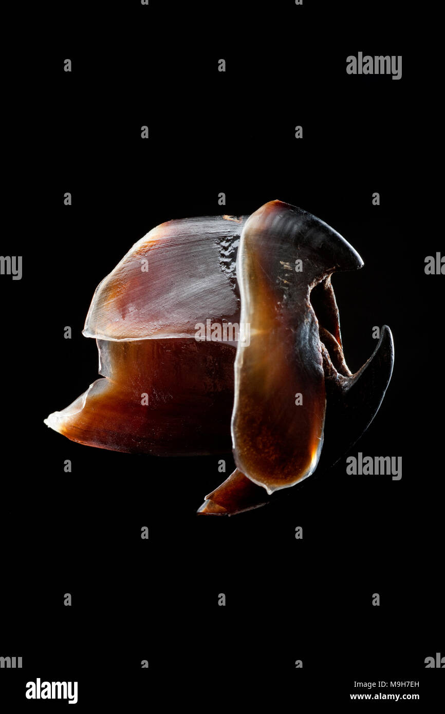 Sepia officinalis schnabel schwarzer hintergrund Fotos und