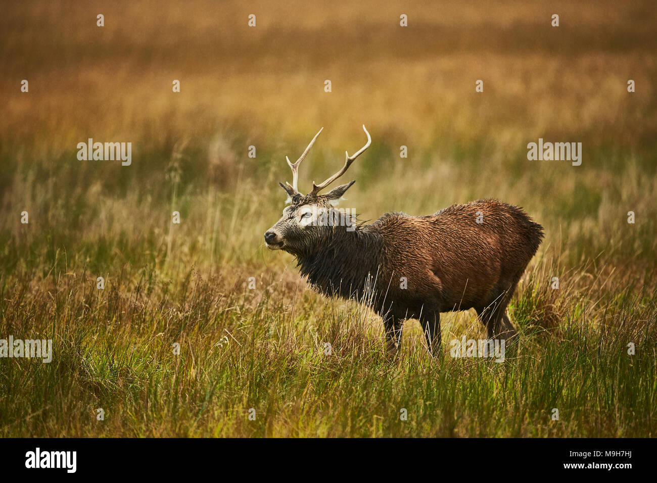 Ein männlicher Rothirsch (Cervus elaphus) wandern durch das Moor mit einem Wintermantel in den Highlands von Schottland, Großbritannien Stockfoto
