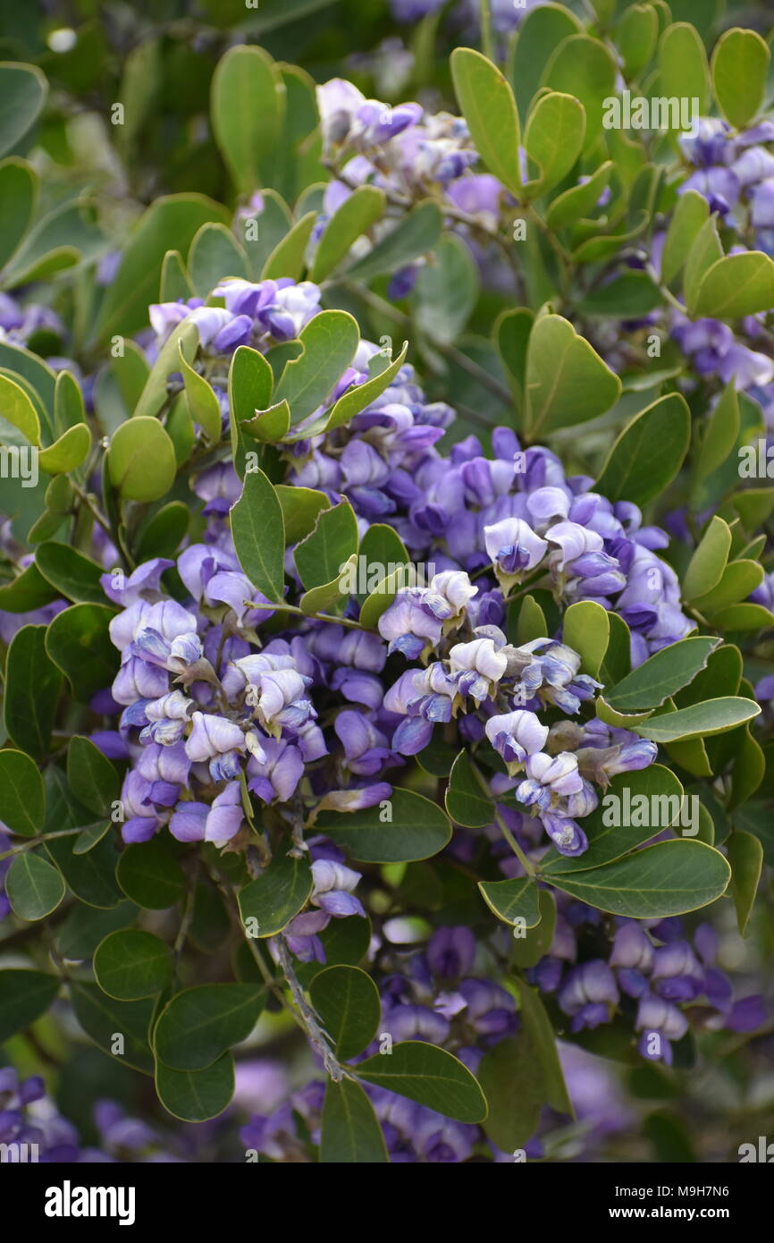 Lila Texas Mountain Laurel Anlage Nahaufnahme Stockfoto