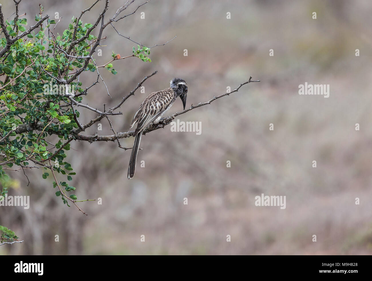 African Grey Hornbill, Tockus nasutus, auf der Suche nach Beute, thront auf einem Zweig im Krüger NP, Südafrika Stockfoto