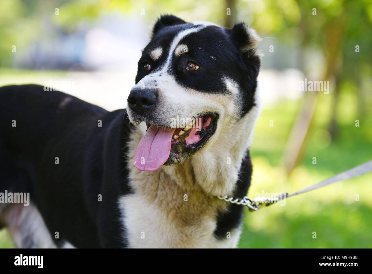 Alabai oder Zentralasiatischer Schäferhund auf dem Spaziergang Sommer Tag Stockfoto