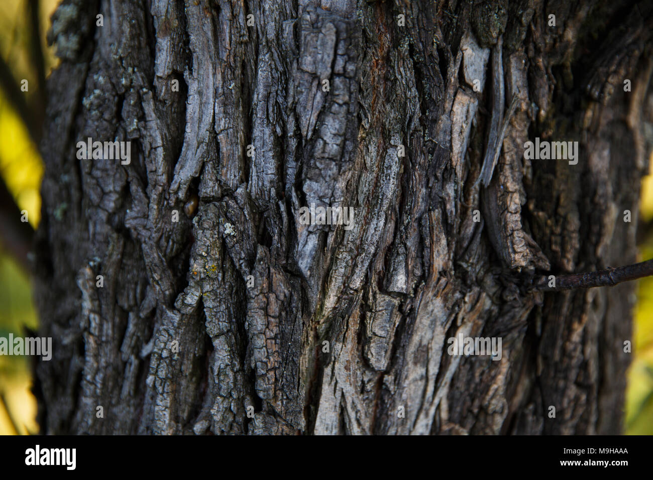 Die Rinde eines alten Baumes natur Textur Hintergrund Stockfoto