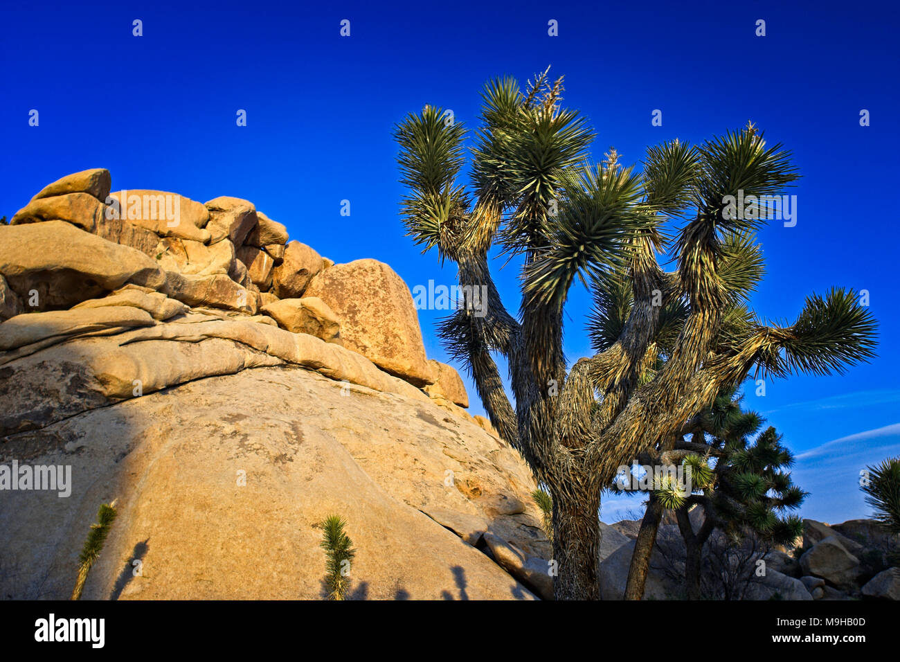 Single Joshua Tree wird durch die monzogranite Felsformationen im Joshua Tree National Park im Süden von Kalifornien Mojave Wüste in den Schatten gestellt Stockfoto