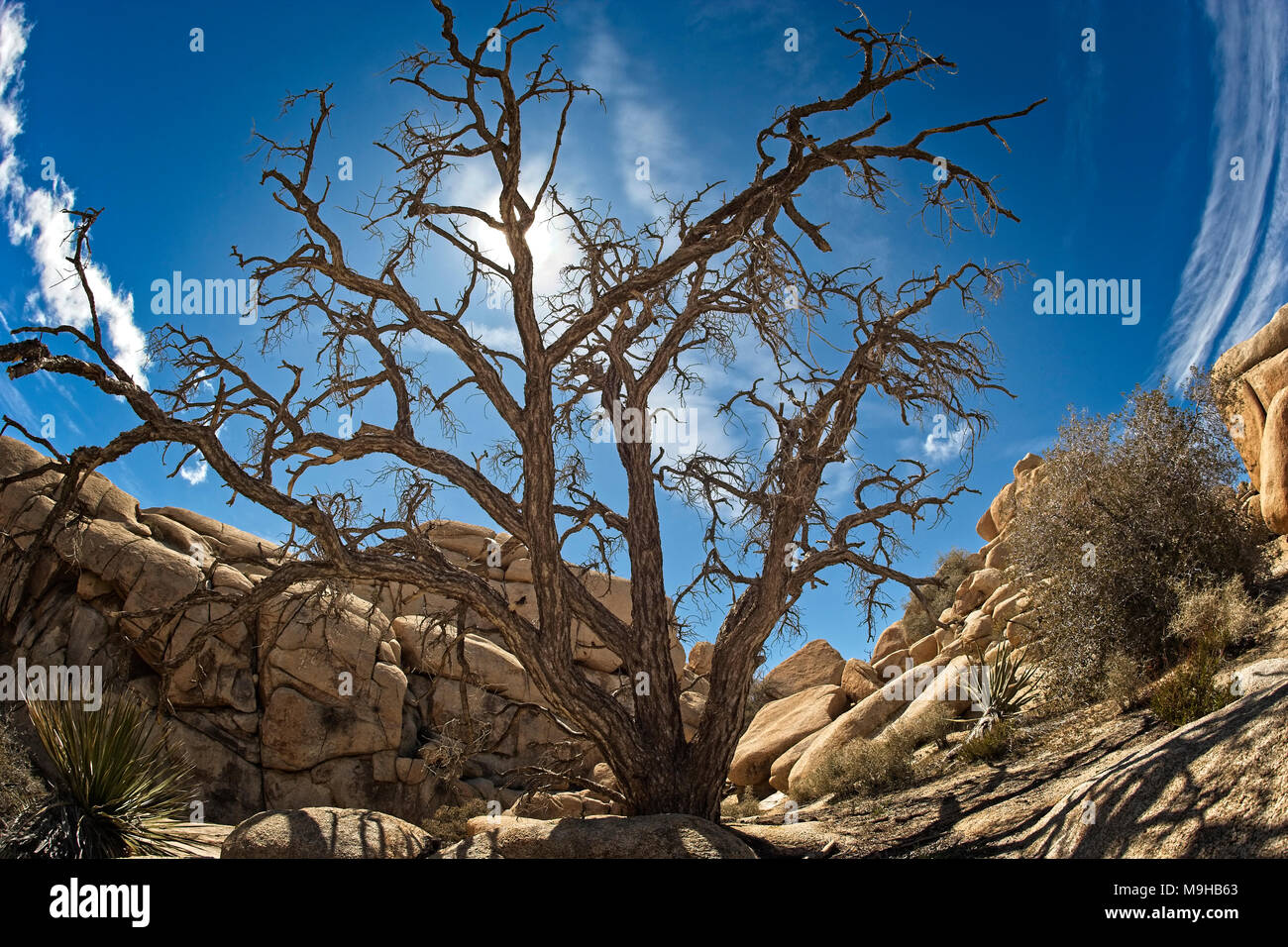 Wüste Landschaft fotografiert in Joshua Tree National Park im Süden von Kalifornien Mojave Wüste mit einem Fischaugenobjektiv Stockfoto