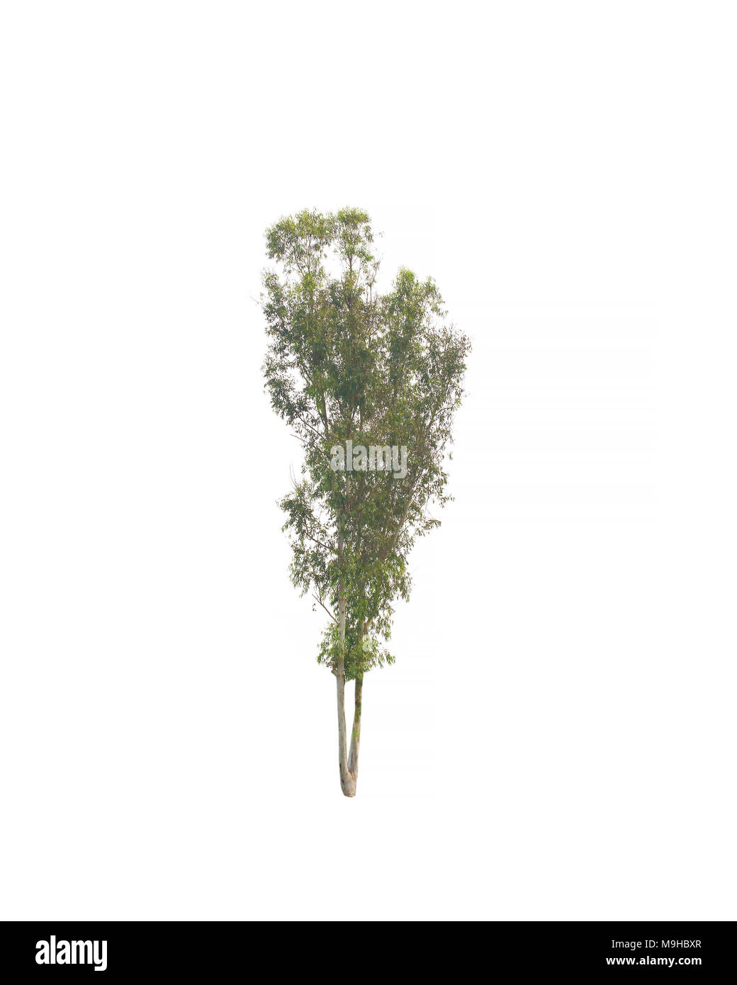 Baum isoliert auf weißem Hintergrund. Sammlung von Baum isoliert. Stockfoto