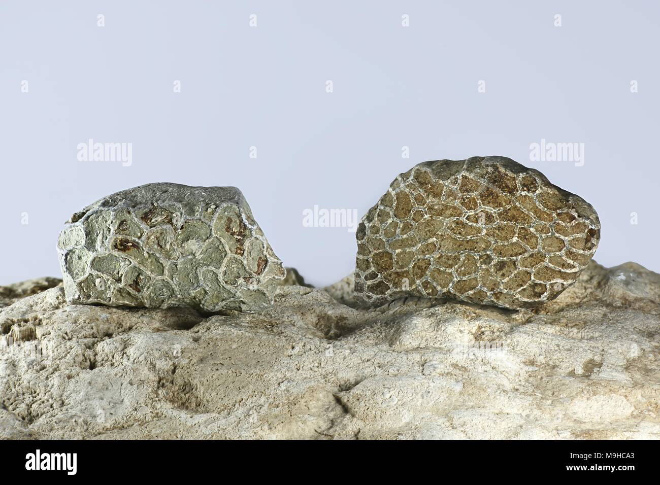 Silurische Kette coral Fossil (sp) von Saarenmaa Halysites Estland Stockfoto