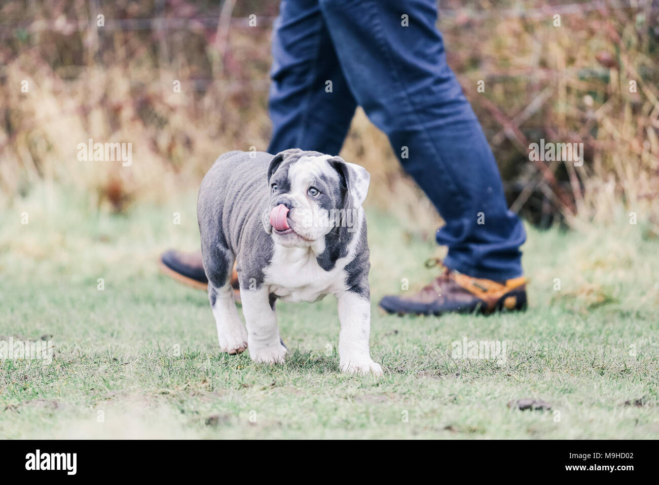 Blaue Englische Bulldogge Stockfotos Und Bilder Kaufen Alamy