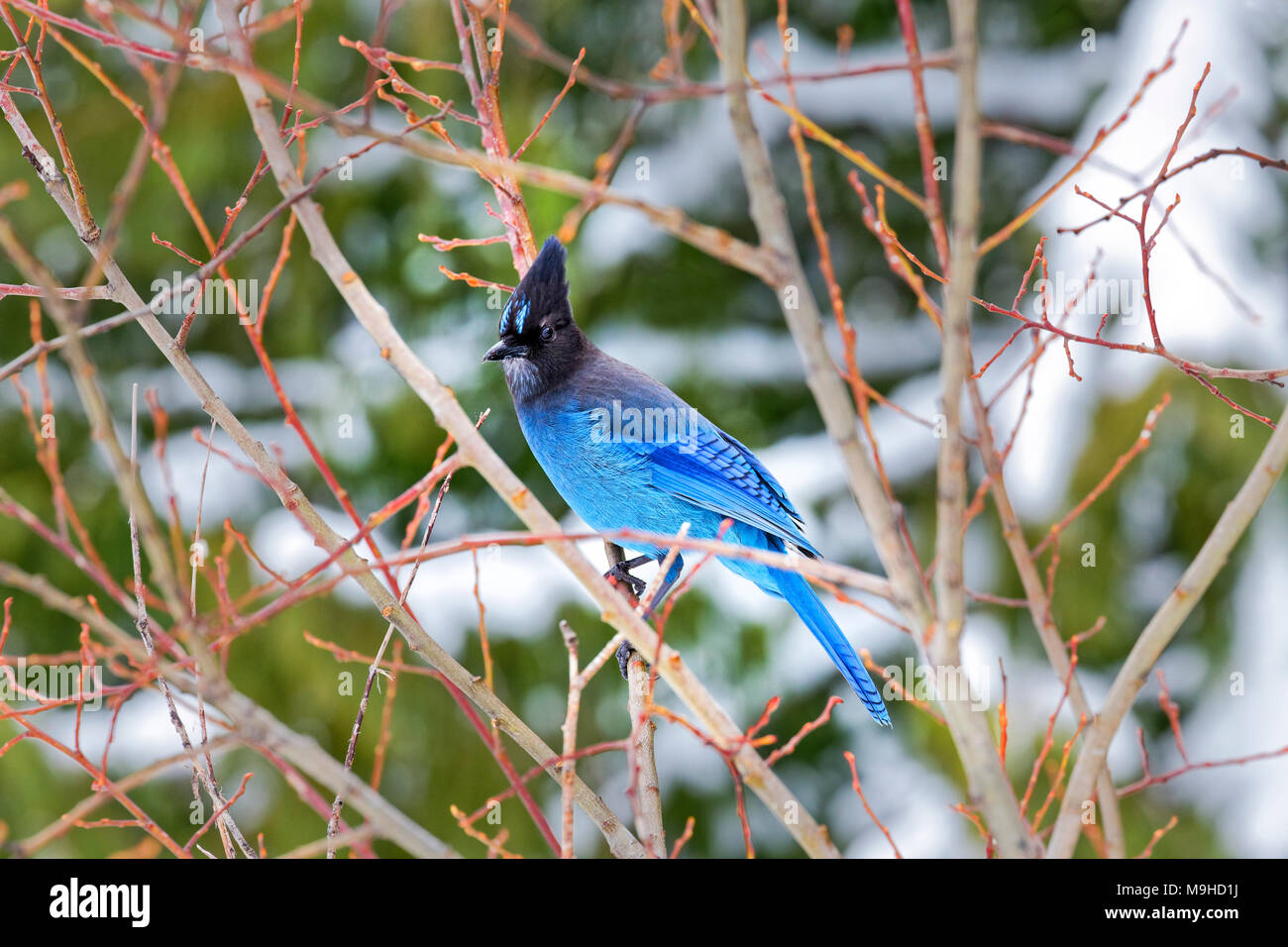 43,160.09757 close-up Jay Vogel ansehen Der Steller im Winter strauch Bush, crested Kopf traumhaft schön Blau und Schwarz Stockfoto