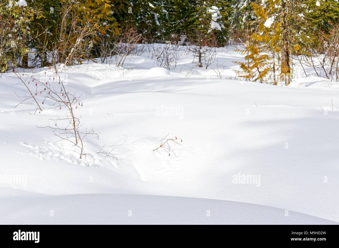 43,160.09794 Decke von frischem Schnee in Nahaufnahme wald wiese und Vertiefungen Landschaft Stockfoto