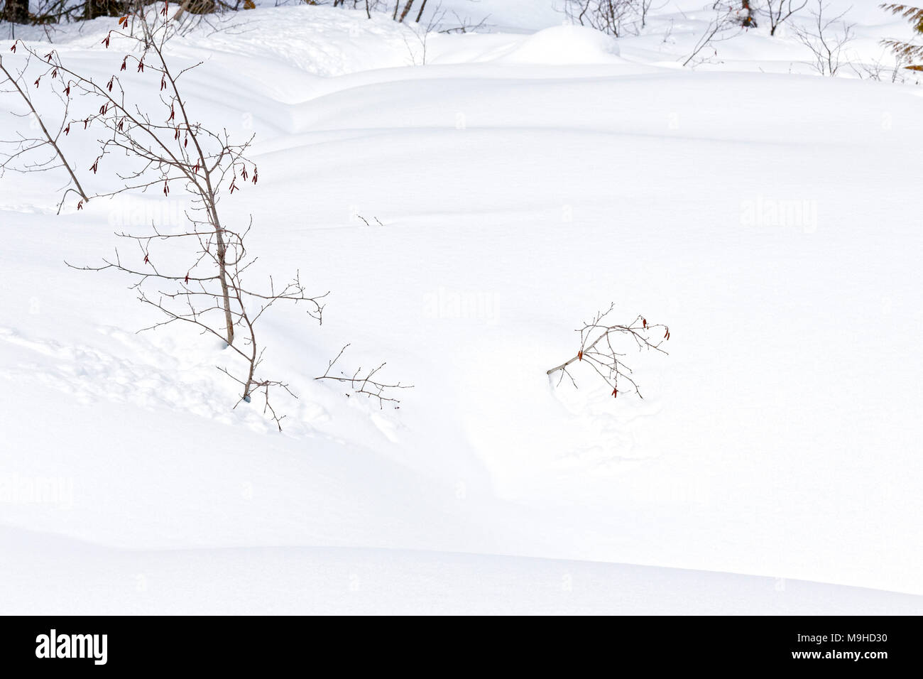 43,160.09796 Nahaufnahme einer Decke aus frischen weißen Winter Schnee und Blattlosen erle Sträucher in einem Wald Wiese Stockfoto