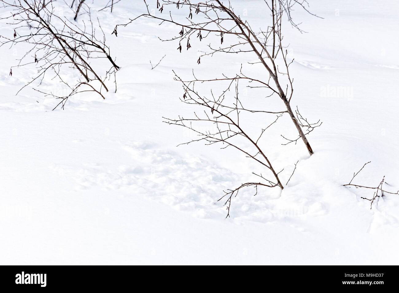 43,160.09797 Nahaufnahme einer Decke aus frischen weißen Winter Schnee und Blattlosen erle Sträucher in einem Wald Wiese Stockfoto