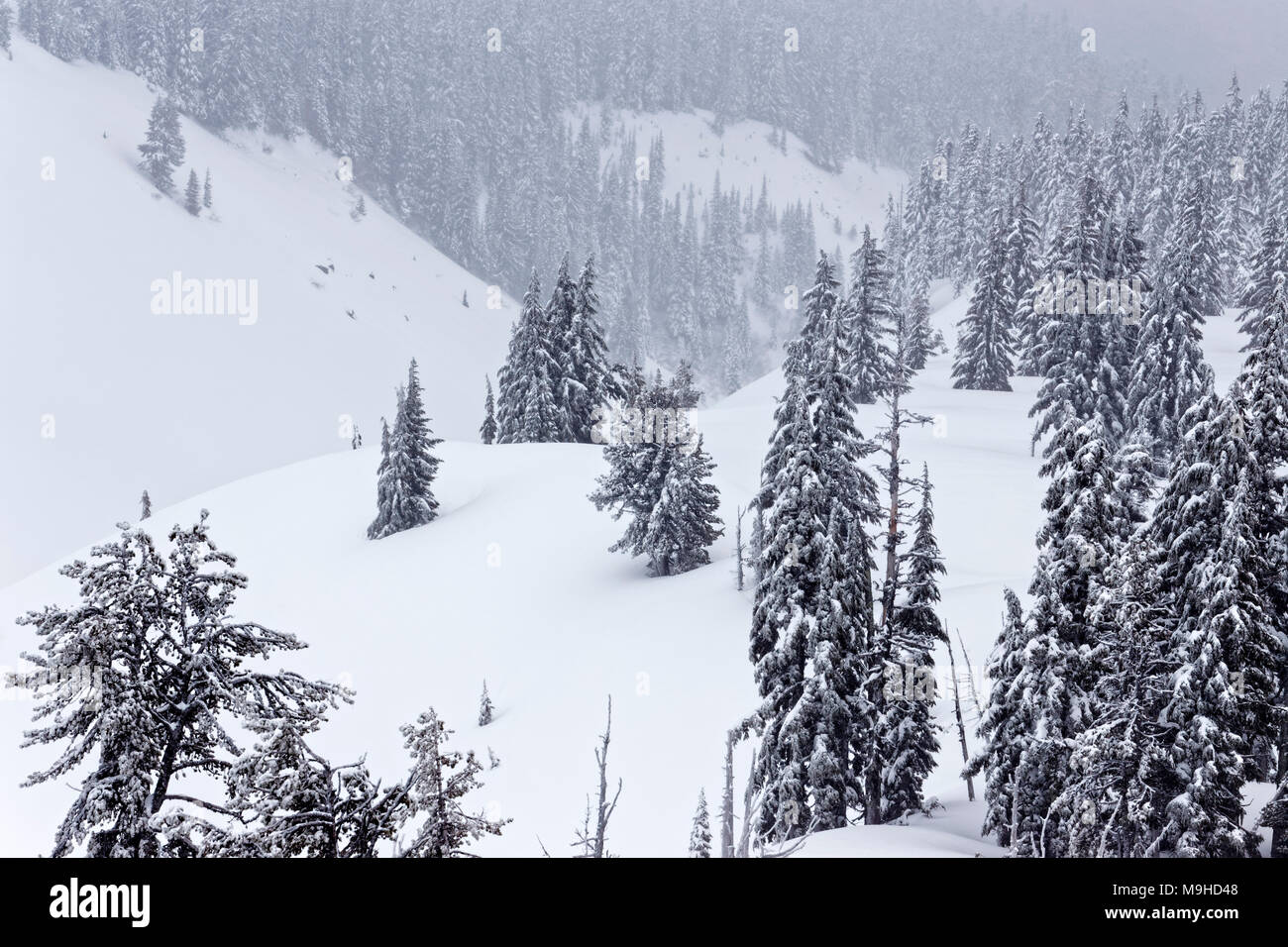 43,160.09810 Winterlandschaft Nadelbaum Pinien Wald close-up Snowy rolling Mt Hügel, in einem Schneesturm, schneit Stockfoto