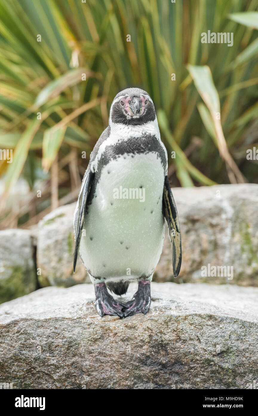 Single Humboldt Pinguin in einem felsigen zoologische Gehäuse Stockfoto
